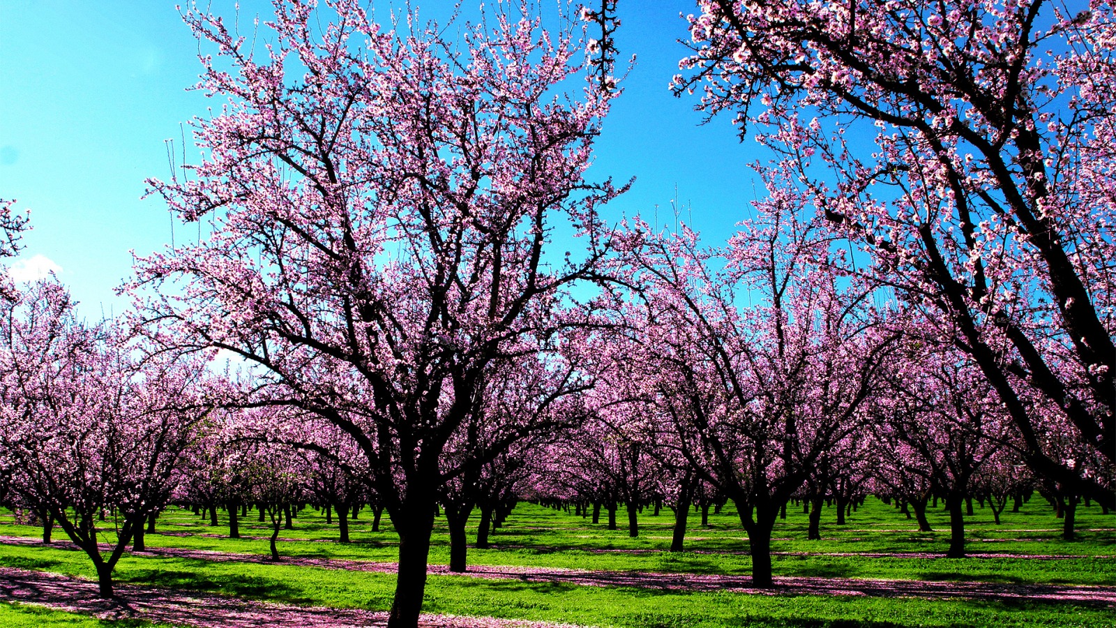 Meteo, "Ultimo freddo al Sud, poi scoppia la primavera ...